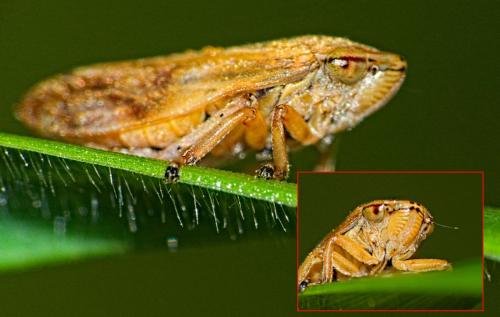 Neophilaenus sp.
